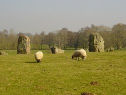 Stanton Drew rocks and sheep Wallpaper