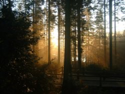 Early morning at centre Parcs, Longleat, Nr Warminster, Wiltshire Wallpaper