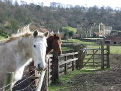 Rievaulx Abbey with horses, North York Moors. Wallpaper