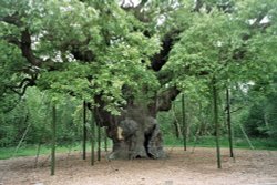 Sherwood Forest, Nottingham. Ancient tree with supports Wallpaper