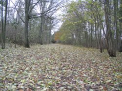 Friston Forest, Seaford Wallpaper