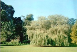 Verulamium Park in St Albans, Hertfordshire Wallpaper