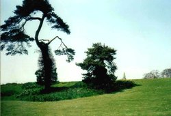 Newstead Abbey, Japan Garden Wallpaper