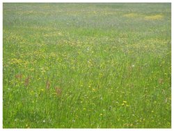 Field by the coastal path, Studland, Dorset. Wallpaper