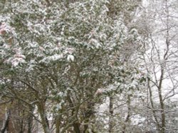 Snow in Huddersfield, 28-11-05