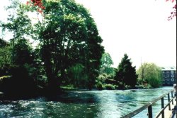 River Itchen in Winchester Wallpaper