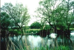 River Avon in Salisbury Wallpaper