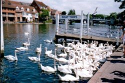 Swans meeting down the river Thames in Windsor, Berkshire Wallpaper