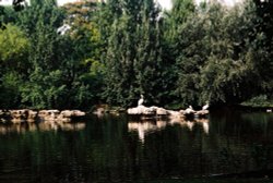 St. James' Park, London Wallpaper