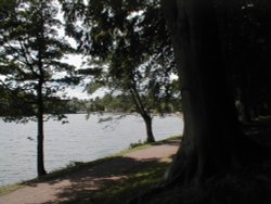 A view of newmillerdam taken within the tree line, West Yorkshire. Wallpaper