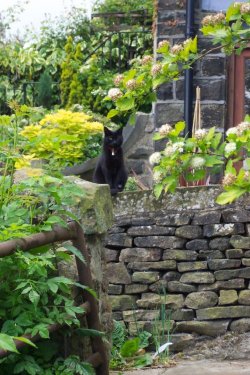 Behind Ashmount B&B, Haworth, England.