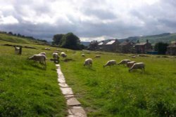 Sheep on the moors behind Bronte Parsonage, Haworth, England 2004...my favorite picture Wallpaper