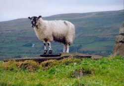 Sheep, surveying the land, over Hawes, Yorkshire Dales, Oct 05 Wallpaper