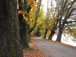 The Riverwalk through Avenham Park, Preston, Lancashire. with the Ribble meandering by. Wallpaper