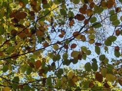 Leaves in Autumn in The New forest - Hampshire Wallpaper