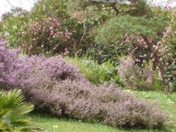 Glendurgan Gardens, Tree Heather in flower in March Wallpaper