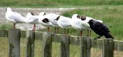 Birds of Lindisfarne, July 2005. Wallpaper