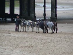 Donkey rides on the sea front at Blackpool. Wallpaper