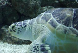 Turtle at the Tower Aquarium in Blackpool. Wallpaper