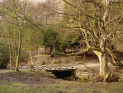 A picture of Sunnyhurst Woods, Darwen, Lancashire. Wallpaper