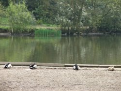 Sherdley Park, St. Helens, Lancashire Wallpaper