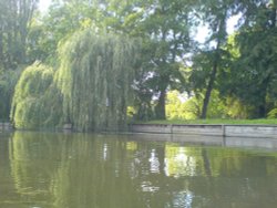 Weeping Willow on the Cam. Cambridge. September 2005 Wallpaper