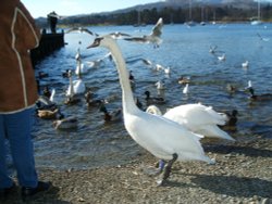 Ambleside,Waterhead pier, The Lake District, Cumbria. Wallpaper