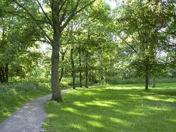 Woodland path in Marple Wallpaper