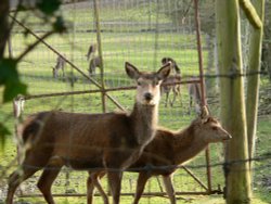 I took this pic of the deer while on another walk around the country lanes of Somerset