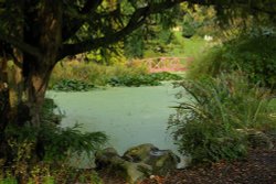 Garden in Avenham Park: Preston, Lancashire Wallpaper