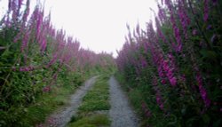 Fox Gloved Lane, Bodilly Mill, Bodilly, Wendron, Helston Cornwall. Wallpaper