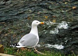 Boscastle, Cornwall Wallpaper