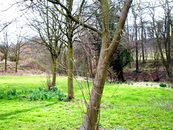 Maltby Beck, (near Rotherham ) South Yorkshire, winding its way to Roche Abbey and beyond. Wallpaper