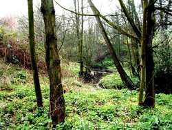 Maltby Beck, (near Rotherham ) South Yorkshire, winding its way to Roche Abbey and beyond. Wallpaper