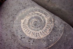 Ammonite fossil on the beach at Lyme Regis, Dorset. Wallpaper