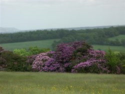 Emmetts Gardens, Ide Hill, Nr Sevenoaks. Featured in the 1985 film, 'Room with a View' Wallpaper