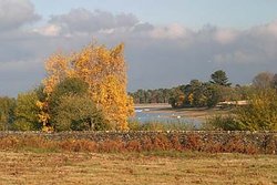 Bradgate Park in Leicestershire Wallpaper