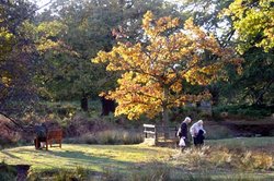 Bradgate Park in Leicestershire Wallpaper