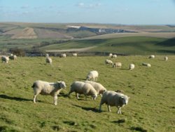 Sunny winters day on the South Downs, West Sussex. Wallpaper