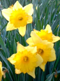 Daffodils on Southsea Common, Hampshire.

Taken:  10th April 2006