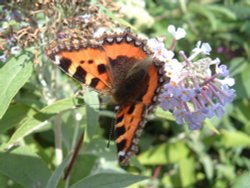 Butterfly: Warminster Park