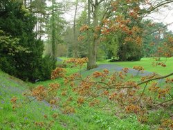 Colour. Wakehurst Place in West Sussex Wallpaper