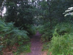 Excellent jogging trail on Helsby Hill Wallpaper