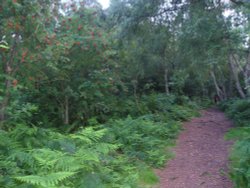 Trail on Helsby Hill. Wallpaper