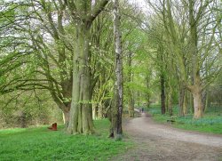 Woodland walk at Shipley Hill, Shipley Country Park, Derbyshire Wallpaper