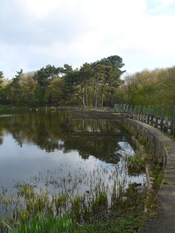 Osborne's Pond, Shipley Country Park, Derbyshire