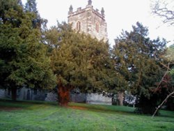 Kingsbury Church, glowing  tree, Kingsbury, Warwickshire. Wallpaper