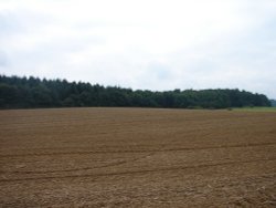 Badby Woods.  Pictures by David Graham Adkins, Chippenham, Wiltshire Wallpaper