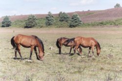 Wild Ponies, New Forest, Hampshire Wallpaper