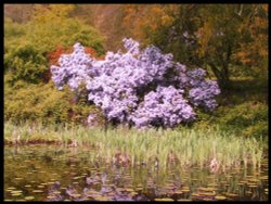 Garden in Stourhead, Wiltshire Wallpaper